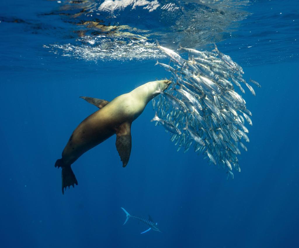 Escape to Magdalena Bay to swim, snorkel, scuba, and so much more.