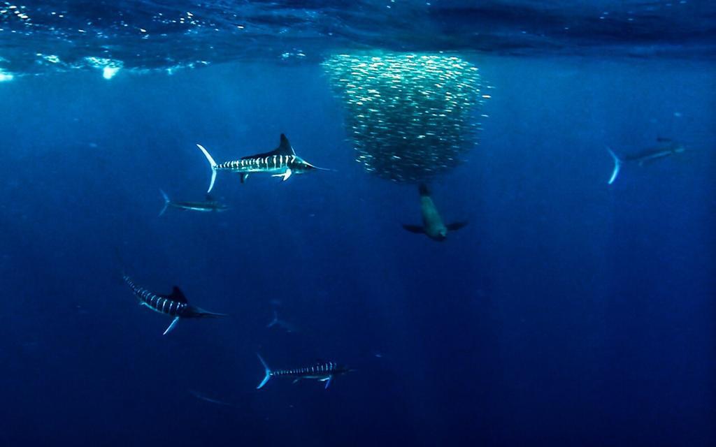 Explore the Bay's underwater wonders with 90 feet of visibility and warm, clear waters.