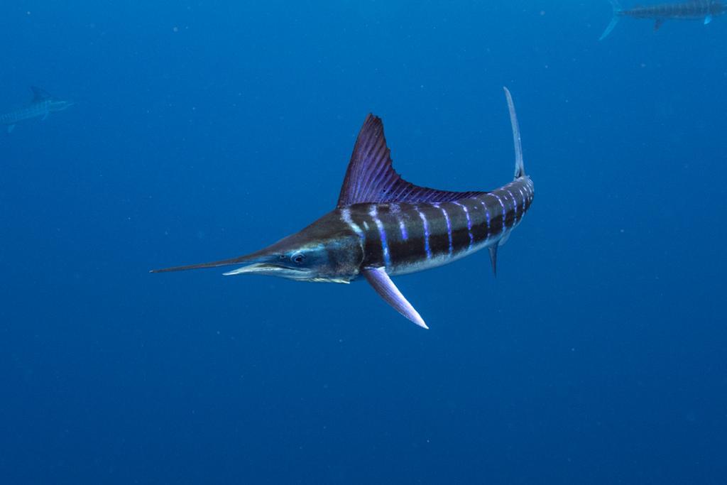 Magdalena Bay5