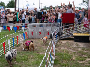 Big As Texas Music Festival brought family fun as well as music. Pig races, complete with collegiate "jackets" were held hourly. (Photo by F. Carter Smith)