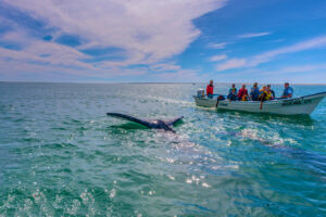 Whale watching Loreto