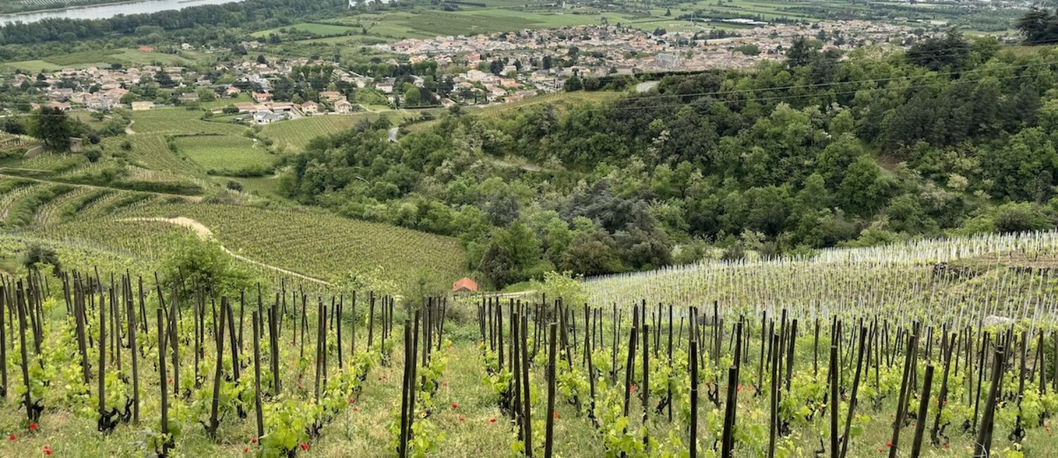 A Jean-Luc Colombo vineyard above Cornas produces wines worthy of Father’s Day or any ocassion. (Photo by James Brock)