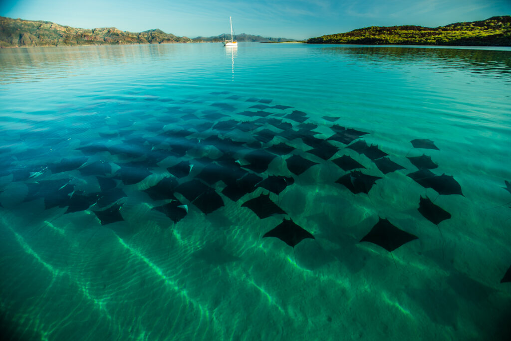 Loreto marine life is hard to beat.