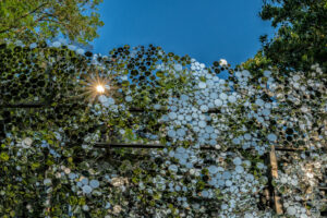 Scattering Surface_Photo Courtesy of Nash Barker