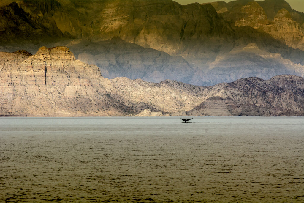 Whale watching is one of the area’s most well-known tourist attractions.