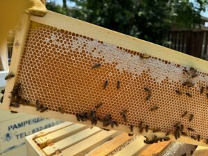 Woodlands Resort Beehives