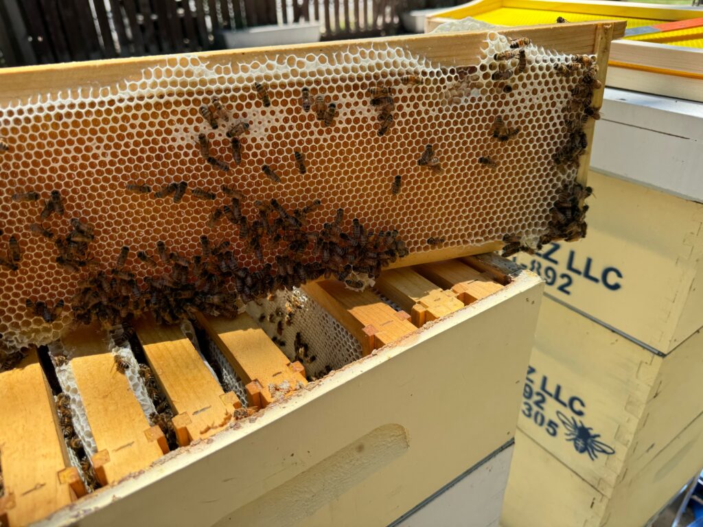 Frames in the hives at The Woodlands Resort are pulled out at harvest and spun out to remove honey. (Photo courtesy of Nadia Clark)