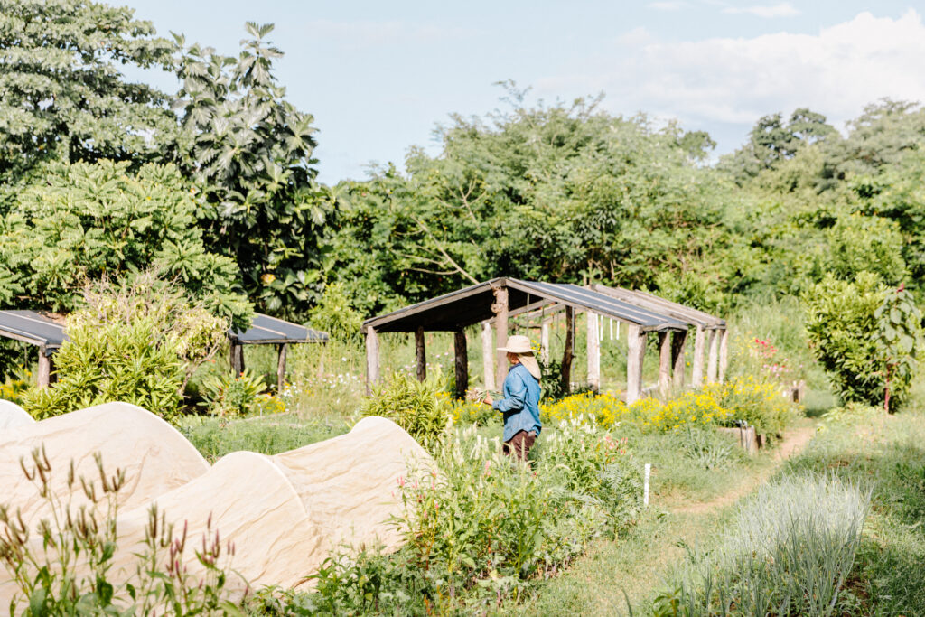 Rancho Santana honors a sustainability pledge with a fully working farm and garden that provides the ingredients for the dining concepts throughout the property. 