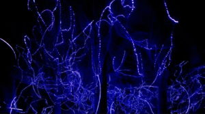 Solar Dust2 courtesy of Quiet Ensemble