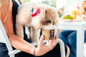 Coffee Fellows Dog Friendly Patio Pup Cup