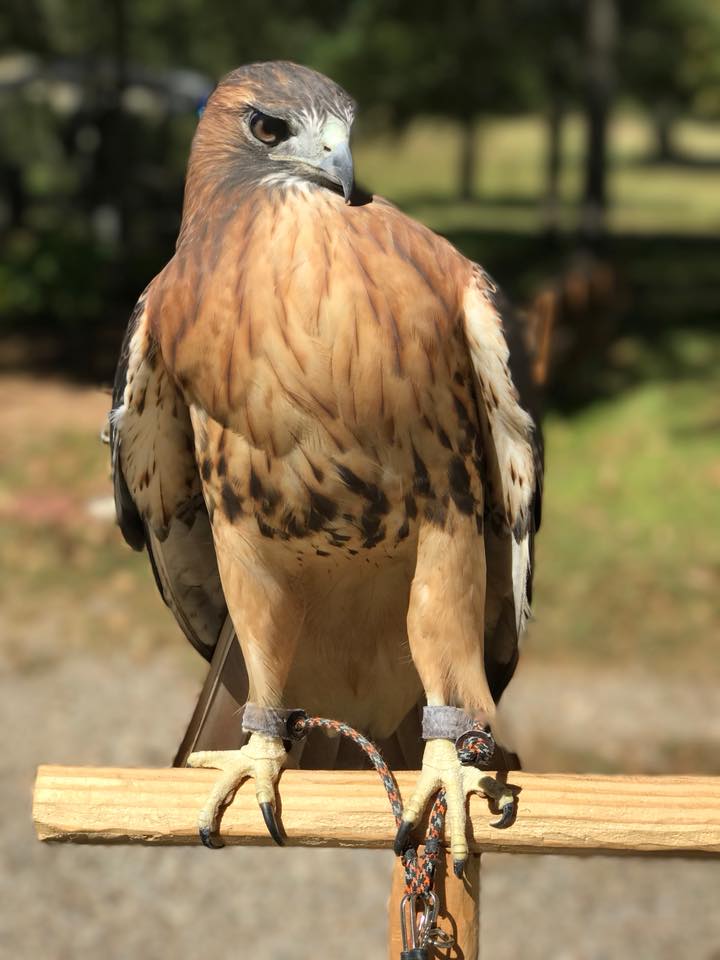Fred, a red-tailed hawk, will be available for photos at Ardest Gallery on September 21 as part of a fundraiser for the Friends of Texas Wildlife. (Photo courtesy of Ardest Gallery)