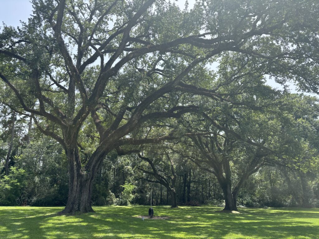 Some of the trees on Addison Woods' property are estimated to be 300 years old, and are cared for quarterly. (Photo by Laura Landsbaum)