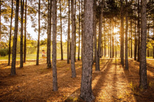 George Mitchell loved nature and The Woodlands encompasses its beauty with 151 parks in our community today.