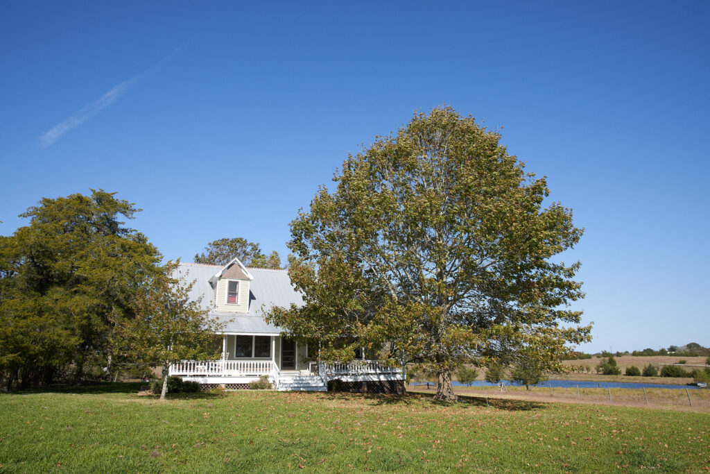 Bill Curtis' farmhouse is shaded by an old Shumard oak, right, and an Eastern red cedar. (Photography Pär Bengtsson)