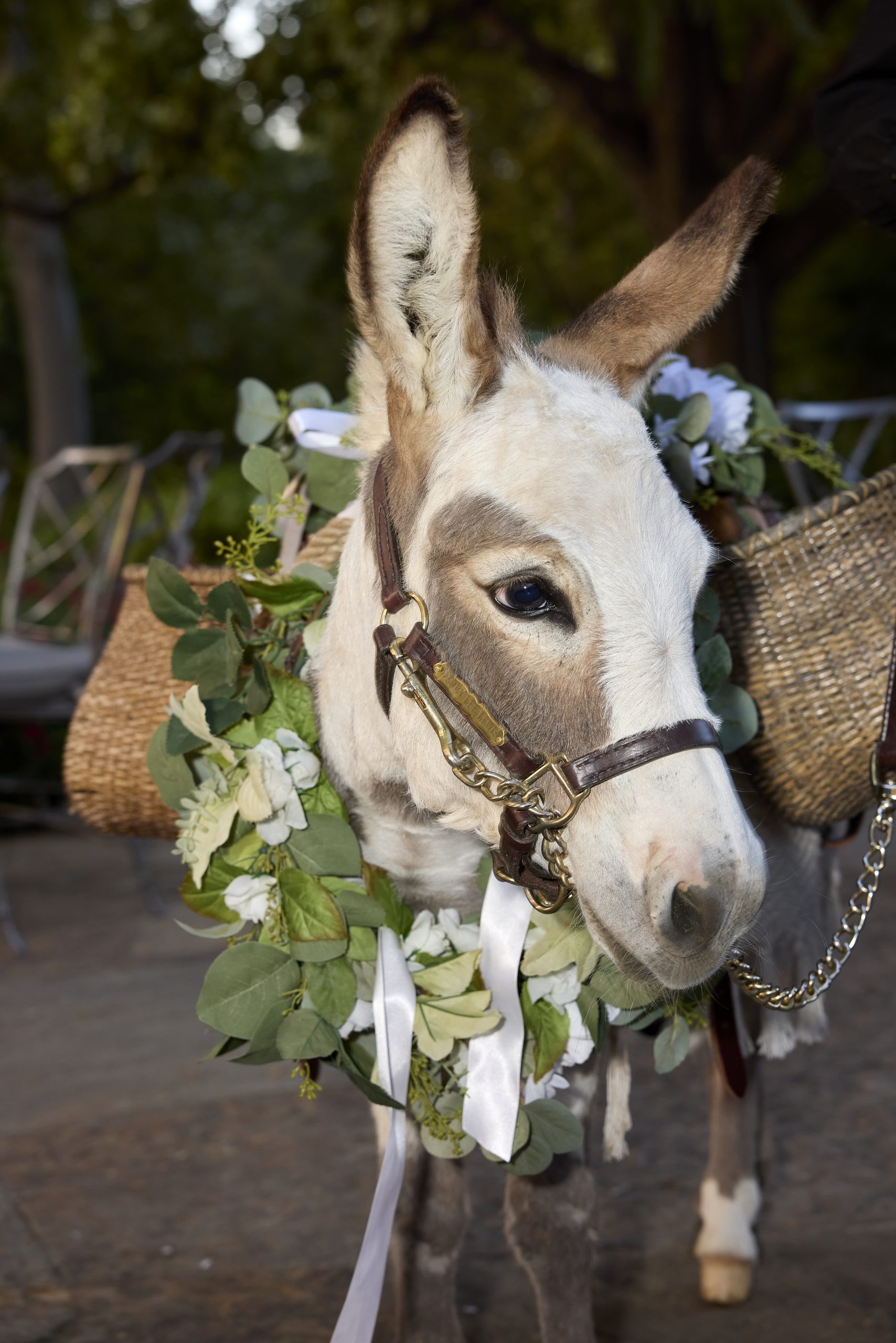 Jerry Lee Lewis (Photo by Nate Rehlander)