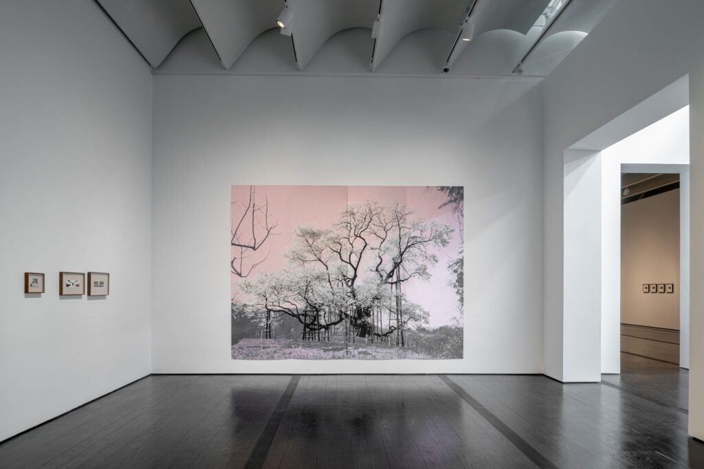 An installation view of "Tacita Dean: Blind Folly" at The Menil Collection in Houston. (Photo by Paul Hester, courtesy The Menil Collection)