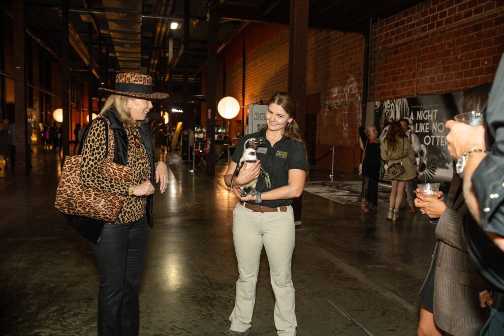 Ambassador Animal Penguin (Photo by Susie Burleson)