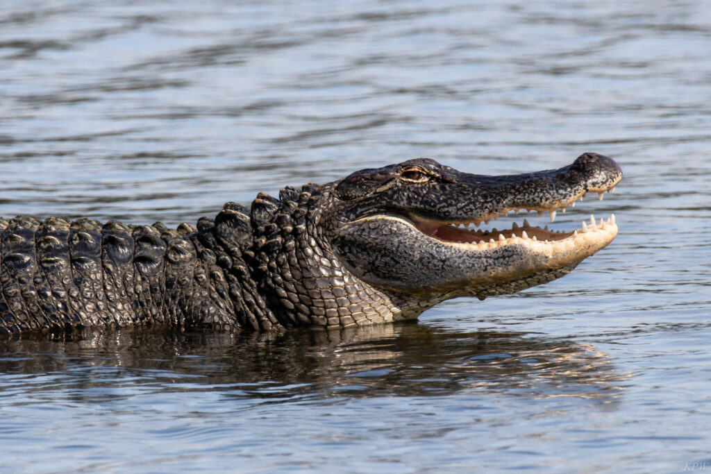 Alligators call the Refuge home. (Photo by K.P. Wilska)