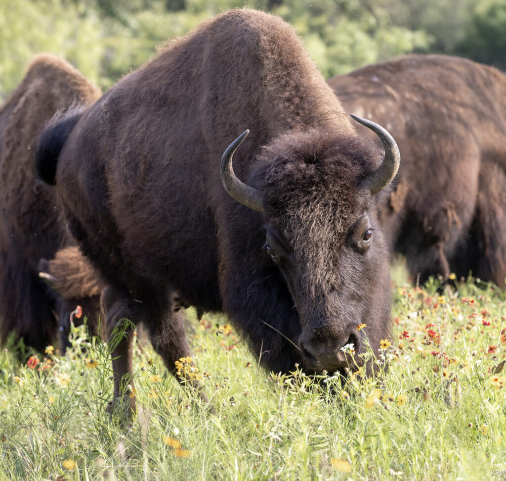 The bison herd is a favorite for visitors to spot at Fort Worth Nature Center and Refuge. (Photo by K.P. Wilska)