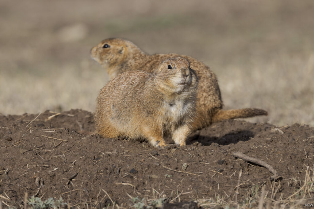Prairie dogs were recently reintroduced at the Fort Worth Nature Center and Refuge. (Photo by K.P. Wilska)