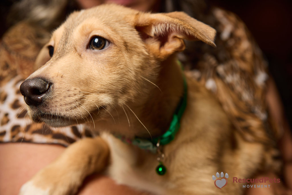 For more information about RPM and how you can be a short-term foster  to a precious pup like this please visit: www.rescuedpetsmovement.org (Photo by Pam Ashley Photography)