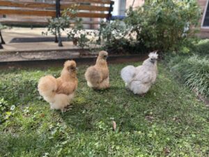 image0Silkie chickens Donut, Pancake, and Croissant permanently reside in a coop in the courtyard of Signature Pointe in north Dallas.