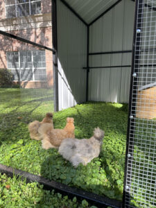 Donut, Croissant, and Pancake on their daily walk amongst the courtyard’s clover.