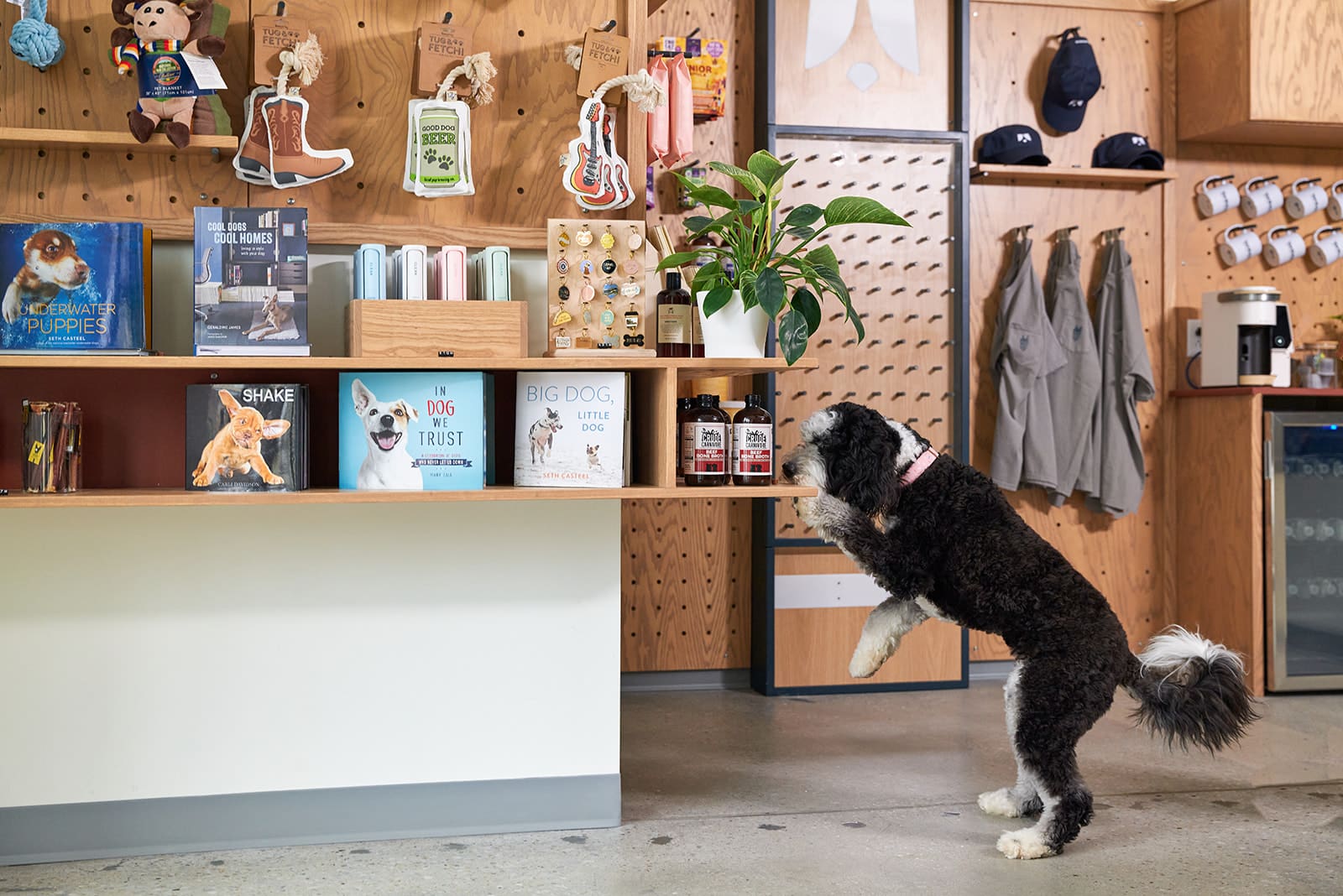 A Nashville-Based Luxury Pet Hotel Opens Its First Texas Location