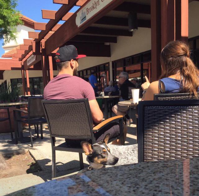 The Brooklyn Cafe is a great place to pop by for an authentic New York bagel, delicious coffee, and some quality time with your furry friend. (Photo courtesy of Brooklyn Cafe) 