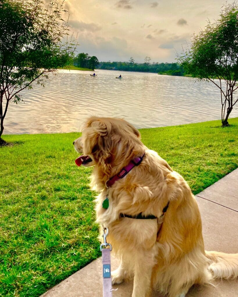 Your dog needs fresh air too, and what better way to bring them along as you eat at a dog-friendly restaurant on the Waterways. 