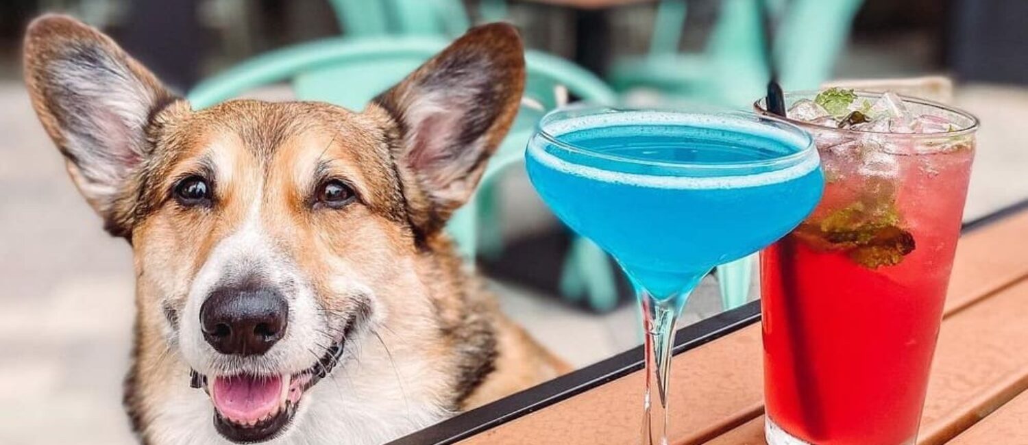 Hopdaddy dog