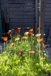 Rae Liu’s home cutting garden (Photo by Kaitlin Saragusa Photography) (Photo by Kaitlin Saragusa Photography)