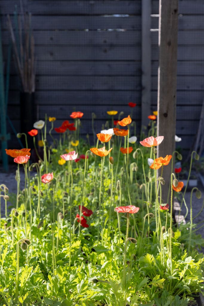 Rae Liu's home cutting garden (Photo by Kaitlin Saragusa Photography)