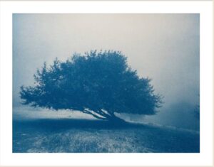 Christine So 2811 Maple – Live Oak Tree