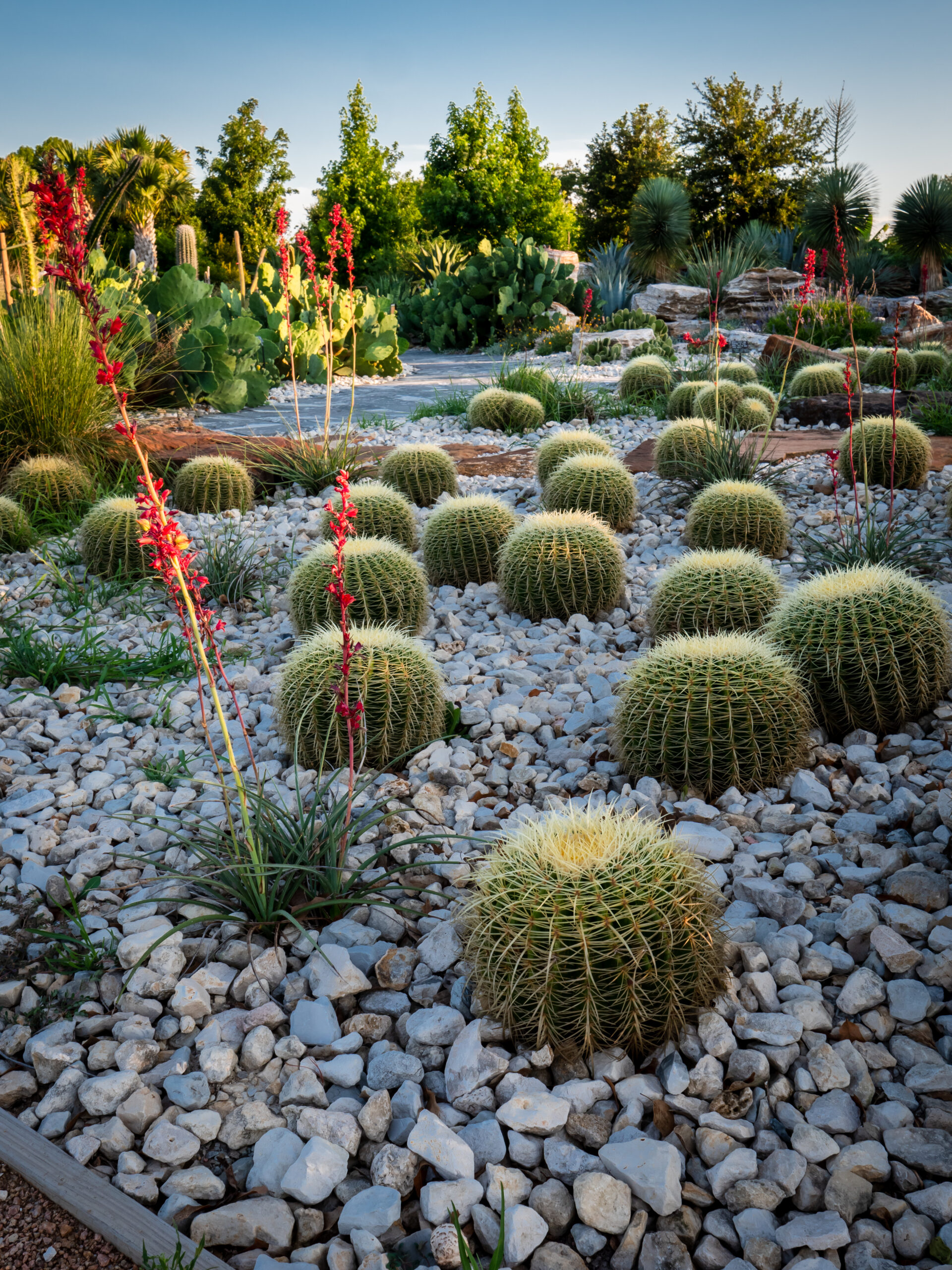 HBG_Global Collection Garden_Cactus Garden and Arid Valley_Photo by Lance Childers