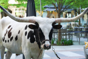 TX Longhorn (Photo by Carol Vig)