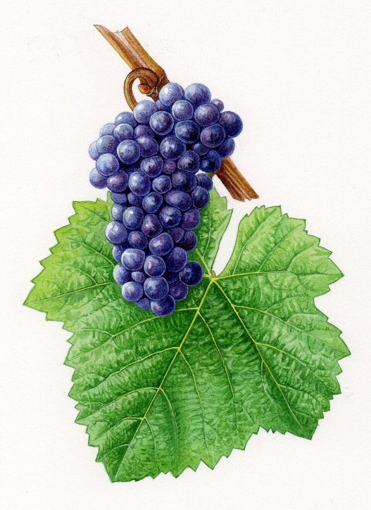 Pinot Noir, a grape that has broken many hearts and brought joy to millions. (Illustration by Felloni Claire)
