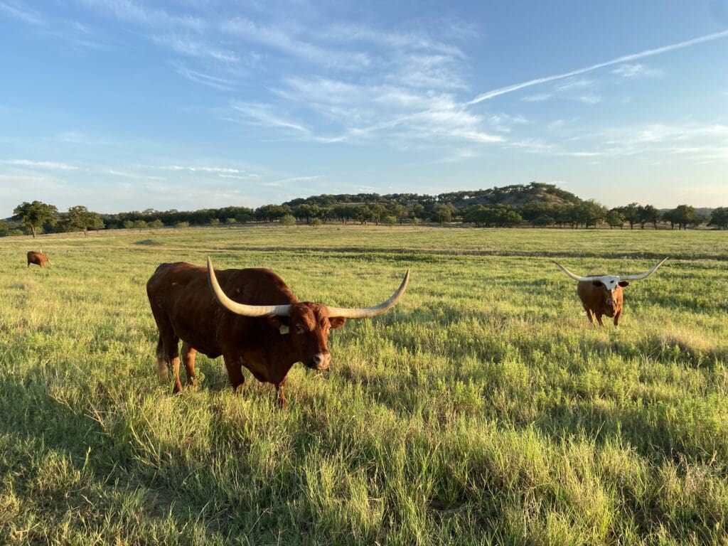 Official Boot Ranch Greeters. (Photo courtesy of Boot Ranch)