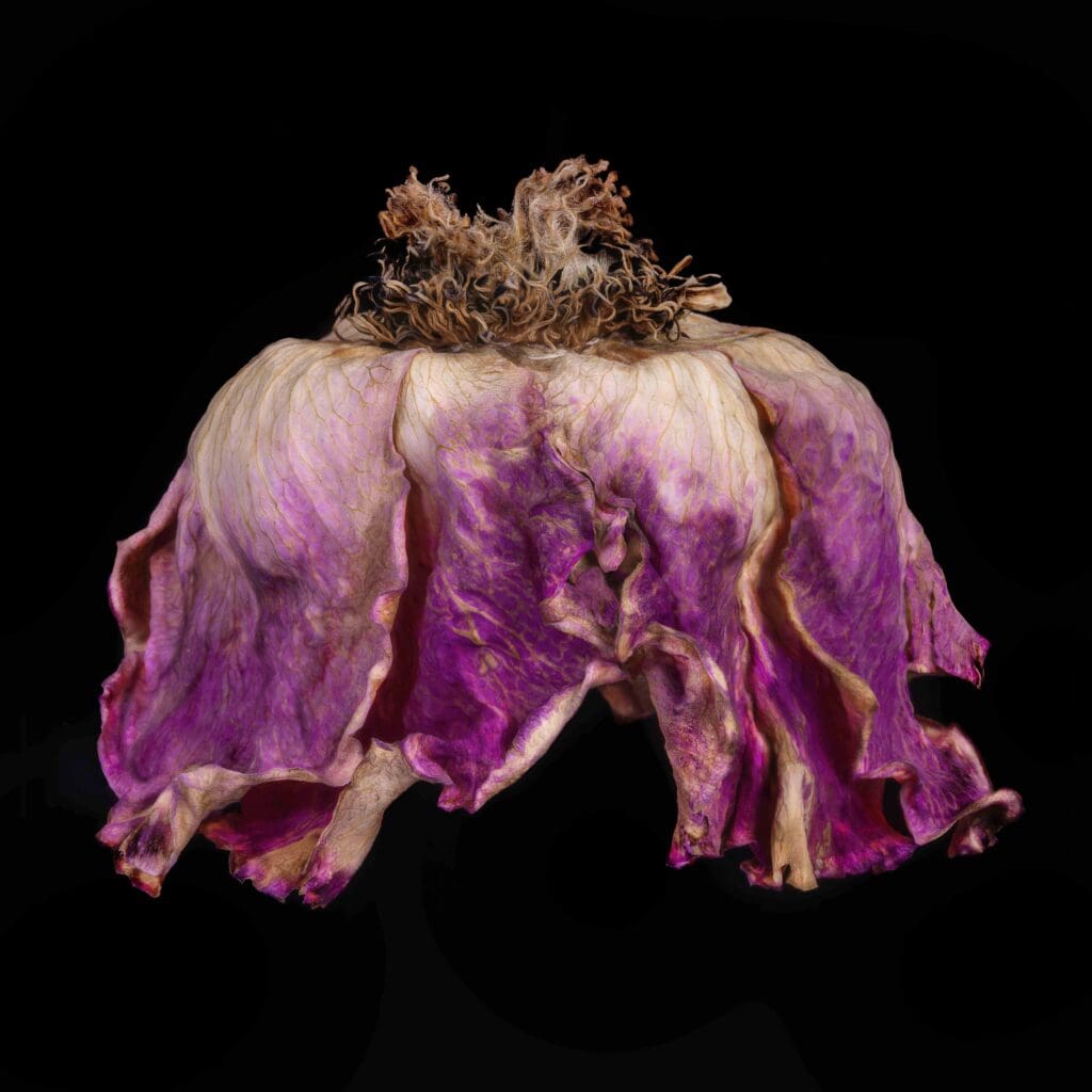 Patti Gary_Rose Couture No. 7_Photographic Art Printed on Hahnemuhle Metallic Photo Archival Paper_24 x 24_2150