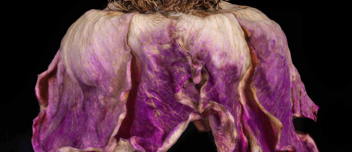 Patti Gary_Rose Couture No. 7_Photographic Art Printed on Hahnemuhle Metallic Photo Archival Paper_24 x 24_2150
