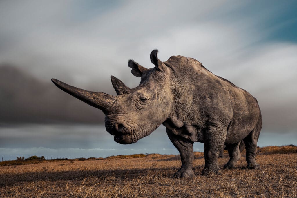 The Queen (Photo by Mital Patel)