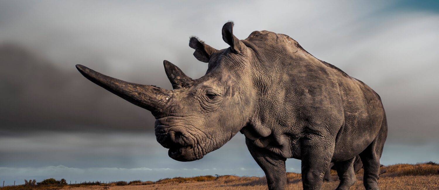 The Queen (Photo by Mital Patel)