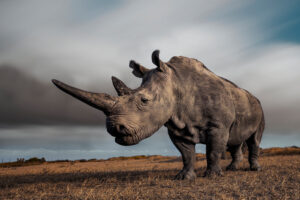 The Queen (Photo by Mital Patel)