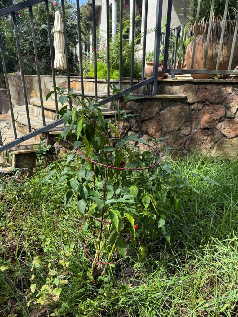 Chef Arturo Osorio’s backyard garden has herbs and vegetables. (Photo courtesy of Gracie Osorio)