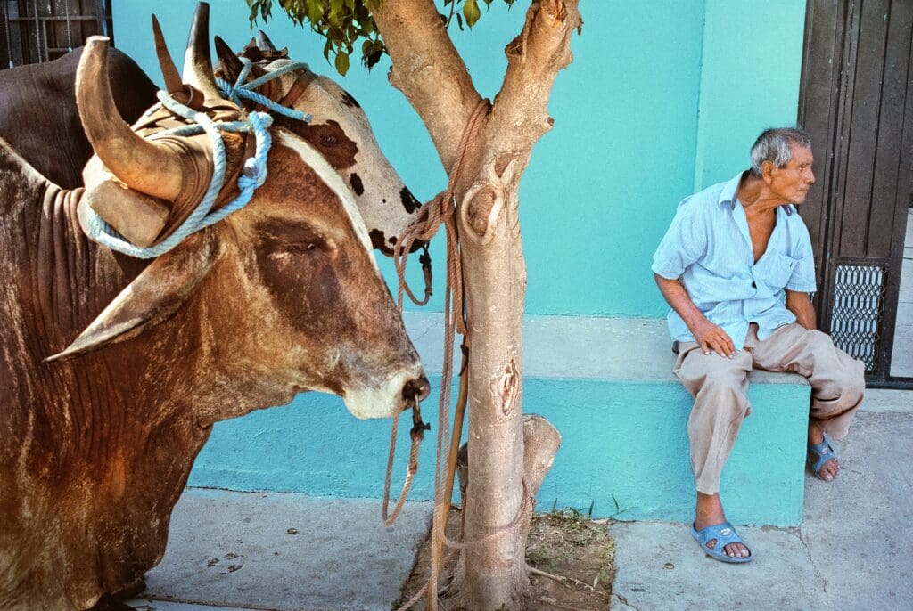 Laura Wilson's "Man, Oxen, Turquoise Wall, Juchitán, Oaxaca," 2011, at Meadows Museum, SMU (© Laura Wilson)