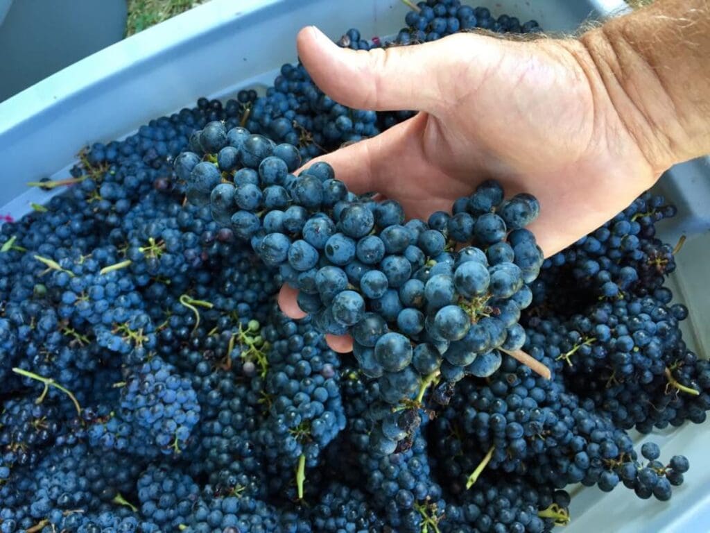 Blue Mule grapes