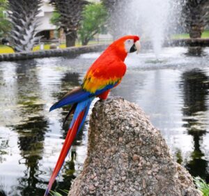 EXOTIC-BIRDS-AT-HSBR-01 (Photo by Horseshoe Bay Resort)