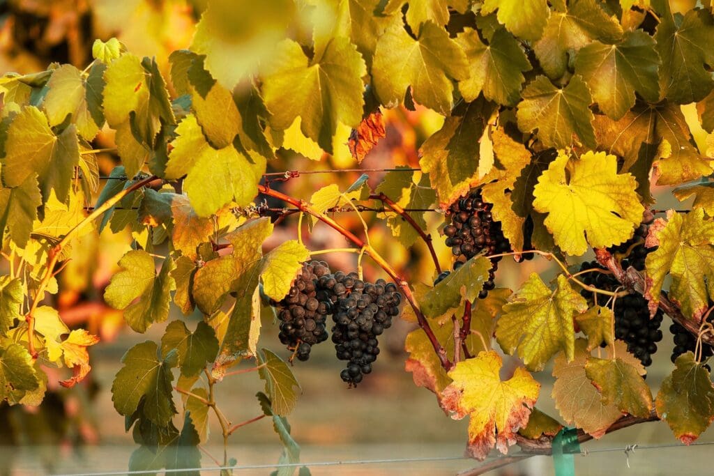 Experience the beauty of Messina Hof Winery. (Photo courtesy of Messina Hof) 