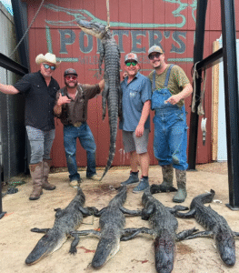 Republic Boot Co. Gator Hunt 1
