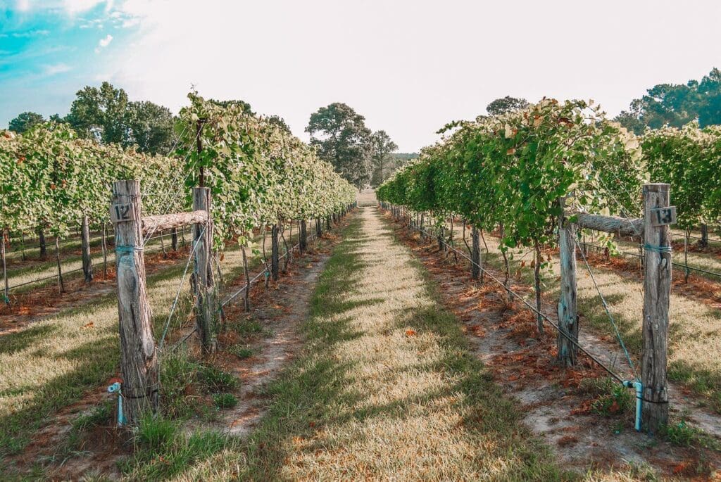 Teysha Vineyard views
